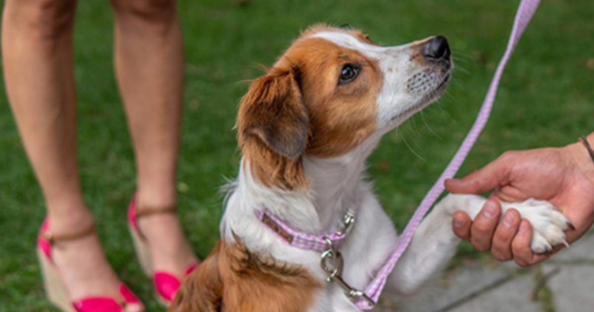 Our office dog Uschi